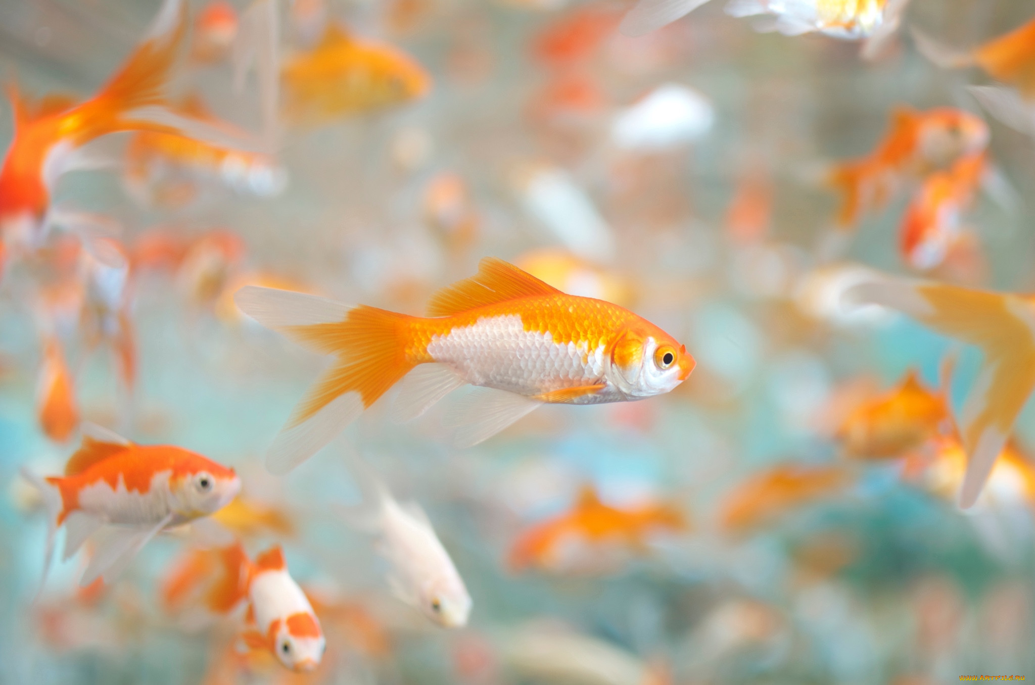 Аквариум много рыбок. Рыбки Голден Фиш. Оранжевые рыбки аквариумные. Красивая оранжевая рыбка. Живые рыбки.